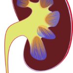 kidney, renal, medical illustration-1710923.jpg